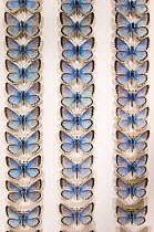Chalkhill Blue (Polyommatus coridon) butterfly - museum specimens showing slight variations in size and colouration, Tyne and Wear Archives and Museums