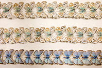 Chalkhill Blue (Polyommatus coridon) butterfly - museum specimens, dorsal and ventral view showing slight variations in size and colouration, Tyne and Wear Archives and Museums