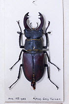 Stag beetle (Lucanus cervus) male - museum specimen, Tyne and Wear Archives and Museums