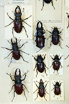 Stag beetle (Lucanus cervus) museum specimens showing males and females, Tyne and Wear Archives and Museums