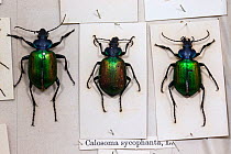 Forest caterpillar hunters (Calosoma sycophanta) museum specimens, Tyne and Wear Archives and Museums