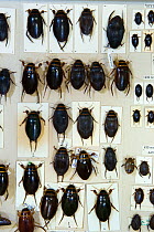 British diving beetles (Dytiscus sp.), museum specimens, Tyne and Wear Archives and Museums