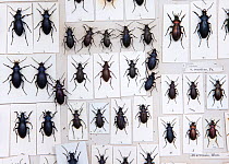 British Carabus beetles (Carabus sp) museum specimens, Tyne and Wear Archives and Museums