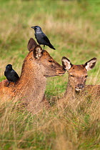 Two red deer hinds (Cervus elaphus) with jackdaws (Corvus monedula), Arran, Scotland, October 2013. The jackdaws remove parasites from the deers' fur and pull out hair for nesting material.