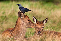 Two red deer hinds (Cervus elaphus) resting, one with a jackdaw (Corvus monedula) on her head, Arran, Scotland, October 2013. The jackdaws remove parasites from the deers' fur and pull out hair for ne...