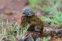 Dung beetle (Scarabaeidae) moulding ball out of zebra (Equus quagga burchelli) dung, Pilanesberg National Park, North West Province, South Africa, February, 2014