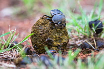 Dung beetle (Scarabaeidae) moulding ball out of zebra (Equus quagga burchelli) dung, Pilanesberg National Park, North West Province, South Africa, February, 2014