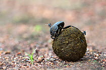 Dung beetle (Scarabaeidae) rolling ball made out of zebra (Equus quagga burchelli) dung, Pilanesberg National Park, North West Province, South Africa, February
