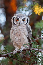 Southern white-faced scops owl (Ptilopsus granti) in acacia tree, Kgalagadi Transfrontier Park, Northern Cape, South Africa, January.