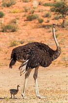 Ostrich (Struthio camelus)  female with chick standing in the shade, Kgalagadi Transfrontier Park, Northern Cape, South Africa, February