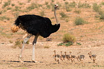 Ostrich (Struthio camelus) male with chicks, Kgalagadi Transfrontier Park, Northern Cape, South Africa, January