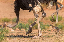 Ostrich (Struthio camelus) female foraging with chick, Kgalagadi Transfrontier Park, Northern Cape, South Africa, January