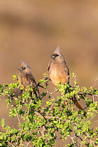 Two speckled mousebirds (Colius striatus) in acacia tree, Addo Elephant National Park, South Africa, February