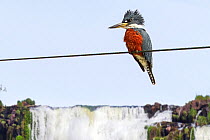 Ringed kingfisher (Megaceryle torquata) female perched above waterfall pool, Parana state, Brazil.