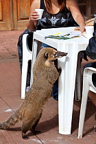 South American coati (Nasua nasua), searching for food amongst tourists. Iguazu falls, Brazil/Argentina.