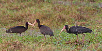 Bare-faced / whispering ibis (Phimosus infuscatus), Santa Catarina State, Brazil, September.