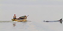 Bottlenose dolphins (Tursiops truncatus) by fishing boat, Santa Catarina State, Brazil, September. At Laguna lagoon some bottlenose dolphins drive fish towards fishermen. When the fishermen throw thei...