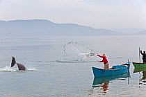 Bottlenose dolphins (Tursiops truncatus) by fishing boat, fisherman throwing net. Santa Catarina State, Brazil, September. At Laguna lagoon some bottlenose dolphins drive fish towards fishermen. When...