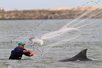 Bottlenose dolphins (Tursiops truncatus) by fisherman throwing net. Santa Catarina State, Brazil, September. At Laguna lagoon some bottlenose dolphins drive fish towards fishermen. When the fishermen...