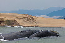 Southern right whale (Eubalaena australis) very near to a beach. Praia da Gamboa, within the Right Whale Environmental Protection Area, Santa Catarina, Brazil, September.