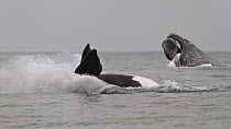 Southern right whales (Eubalaena australis), one breaching (right) the other turned belly-up and showing pectoral fins. Santa Catarina, Brazil, September.