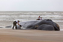 Southern right whale (Eubalaena australis), stranded and dying, Santa Catarina, Brazil, September.