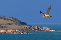 Large-billed tern (Phaetusa simplex) in flight by coast, Santa Catarina, Brazil, September.