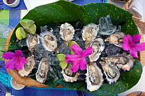 A plate of oysters on ice ready to eat,  Santa Catarina State, Brazil.