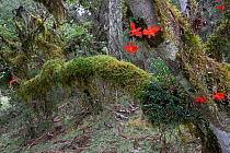 Mosses, lichens and epiphytic orchids (Cattleya sp.) in the undergrowth of a Parana pine (Araucaria angustifolia) forest. Santa Catarina, Brazil, September.