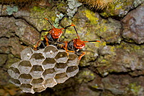 Paper wasps (Polistes sp.), Santa Catarina State, Brazil, September.