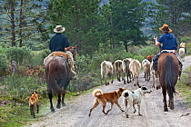 Cowboys herding cattle,  Santa Catarina, Brazil. September 2010.