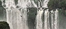 Black vultures (Coragyps atratus) in flight in front of Salto Santa Maria waterfall, Garganta del Diablo (Devil's Throat), Iguazu falls, Brazil/Argentina. September 2010.