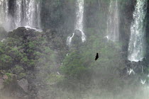 Black vulture (Coragyps atratus) in flight in front of Salto Mosqueteros waterfall, Iguazu falls, Brazil/Argentina, from the Brazilian side. September 2010.