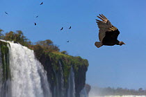 Black vultures (Coragyps atratus) in flight over Iguazu falls, Brazil/Argentina, from the Brazilian side. September 2010.