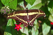 King swallowtail (Papilio / Heraclides thoas brasiliensis), Parana State, Iguazu, Brazil, September.