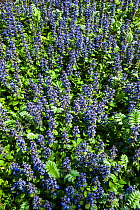 Blue bugle (Ajuga reptans) in flower, Belgium, April.