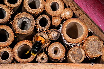 Mason bee / builder bee (Osmia cornuta) laden with pollen and nectar, entering nest in man-made 'insect hotel' for solitary bees. Belgium, April.