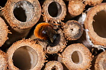 Mason bee / builder bee (Osmia cornuta) laden with pollen and nectar, entering nest in man-made 'insect hotel' for solitary bees. Belgium, April.