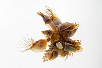 Blue goose barnacle / buoy barnacle (Dosima fascicularis) against white background, Bay of the Somme, France, May.