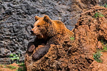 Eurasian brown bear (Ursus arctos arctos) resting on rock, Cabarceno Park, Cantabria, Spain. Captive, occurs in Northern Europe and Russia.