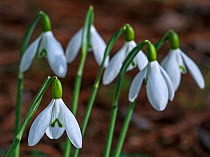 Common snowdrops (Galanthus nivalis) in flower in early spring, UK, February.