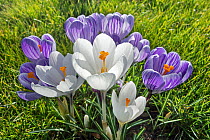 White and purple crocuses (Crocus sp) flowering in garden in spring. Belgium, March.