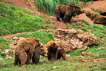 Eurasian brown bears (Ursus arctos arctos) mating, Cabarceno Park, Cantabria, Spain, May. Captive, occurs in Northern Europe and Russia.