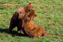 Eurasian brown bears (Ursus arctos arctos) fighting, Cabarceno Park, Cantabria, Spain, May. Captive, occurs in Northern Europe and Russia.