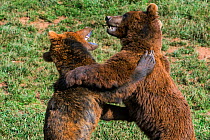 Eurasian brown bears (Ursus arctos arctos) fighting on hind legs, Cabarceno Park, Cantabria, Spain, May. Captive, occurs in Northern Europe and Russia.