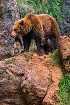 Eurasian brown bear (Ursus arctos arctos) female with cub, Cabarceno Park, Cantabria, Spain, May. Captive, occurs in Northern Europe and Russia.