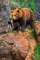 Eurasian brown bear (Ursus arctos arctos) female with cub, Cabarceno Park, Cantabria, Spain, May. Captive, occurs in Northern Europe and Russia.
