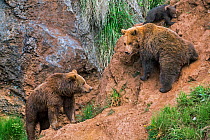 Eurasian brown bear (Ursus arctos arctos) female defending cub from another bear, Cabarceno Park, Cantabria, Spain, May. Captive, occurs in Northern Europe and Russia.
