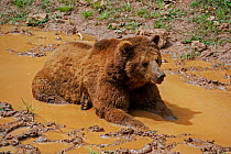 Eurasian brown bear (Ursus arctos arctos) cooling down in mud pool, Cabarceno Park, Cantabria, Spain, May. Captive, occurs in Northern Europe and Russia.