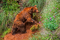 Eurasian brown bear (Ursus arctos arctos) climbing slope, Cabarceno Park, Cantabria, Spain, May. Captive, occurs in Northern Europe and Russia.